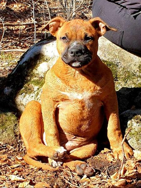 Ocean's red Blood Soldier | American Staffordshire Terrier 