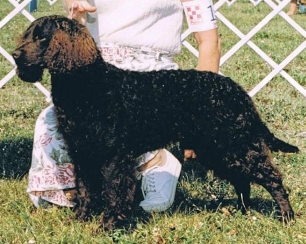 Kei-Rin's Lost Dutchman | American Water Spaniel 