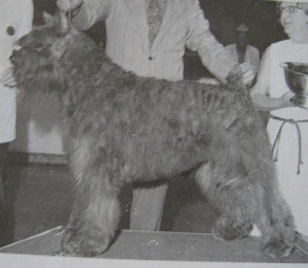 Bibarcy's Soldat de Plomb | Bouvier des Flandres 