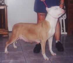 NAVARRO'S GAFF'S COVER GIRL | American Pit Bull Terrier 