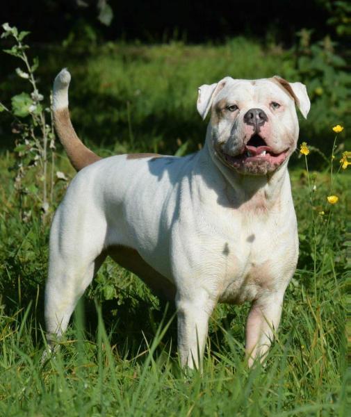 Bulls of Anarchy Red | Olde English Bulldogge 