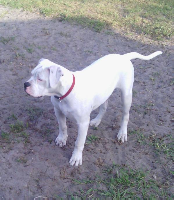 Johnston's  Major | American Bulldog 