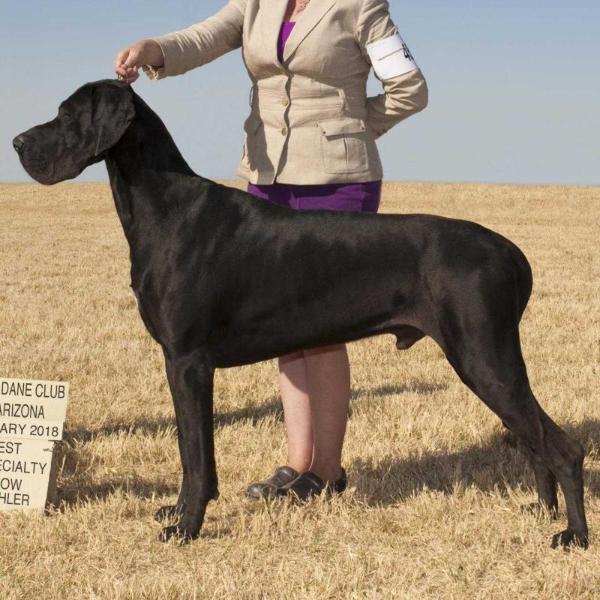 GDAB Black Bear Road | Great Dane 