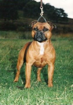 Beraka Leyla | Staffordshire Bull Terrier 