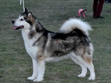Kasaan's Fortune'N Fame | Alaskan Malamute 