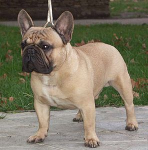 DARNIBU SANTA KLAUS | French Bulldog 