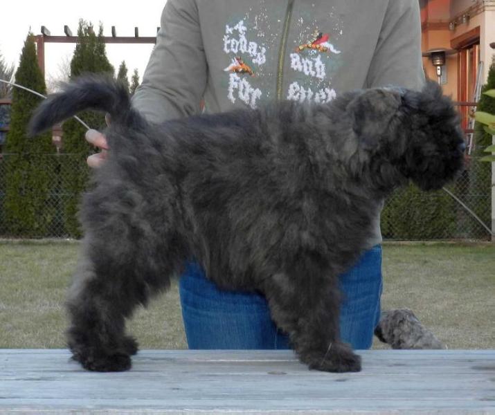 Émile de la Colline Verte Dijon | Bouvier des Flandres 