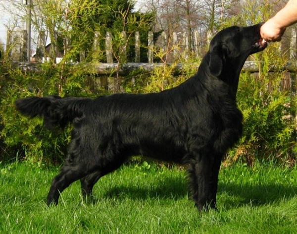 Whizzbangs Highway To Hell | Flat-Coated Retriever 