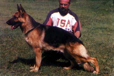 Intel von Bad-Boll | German Shepherd Dog 