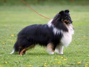 Djylia's Stail Rock Island | Shetland Sheepdog 