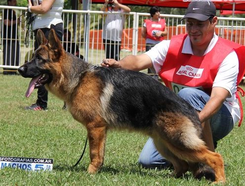 Gandi von haus Nico | German Shepherd Dog 