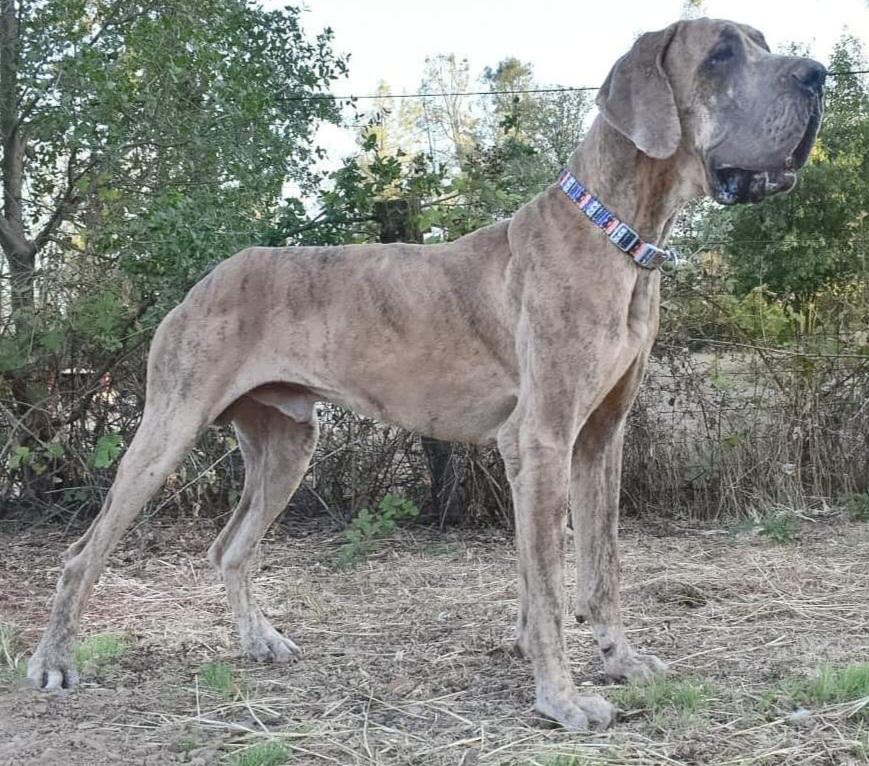 Maksim Boris Velez A Deamaral De Benjamin | Great Dane 