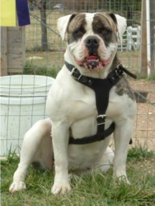 Walker's Fat Lucy of OSB | Olde English Bulldogge 