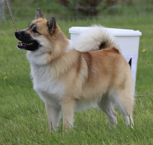 Fagrahvamms Ævin-Týri | Icelandic Sheepdog 