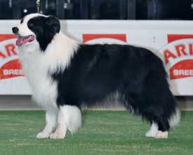 Locheil scotch on the rocks | Border Collie 