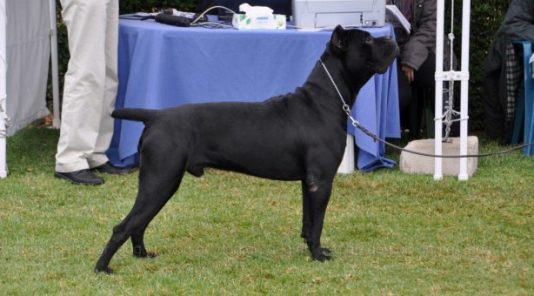 ANGELO DIAMANTINO CORSO SEMIZ KI-MA | Cane Corso 