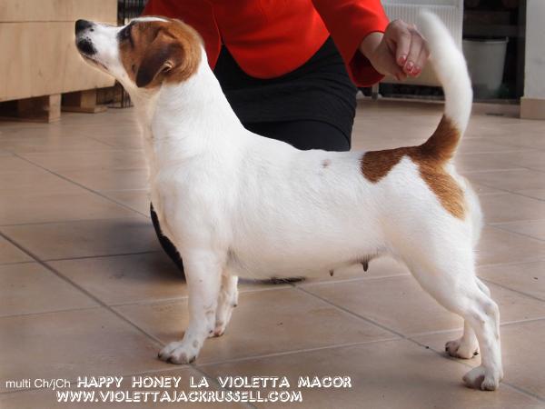 Happy Honey La Violetta Magor | Jack Russell Terrier 