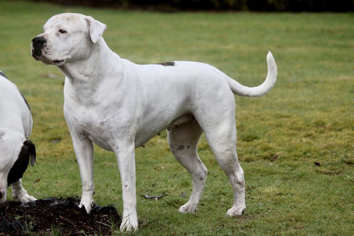 Henches Angelique | American Bulldog 