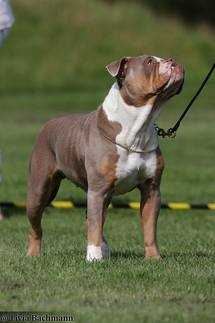 Reservoirbulls Minerva | Olde English Bulldogge 