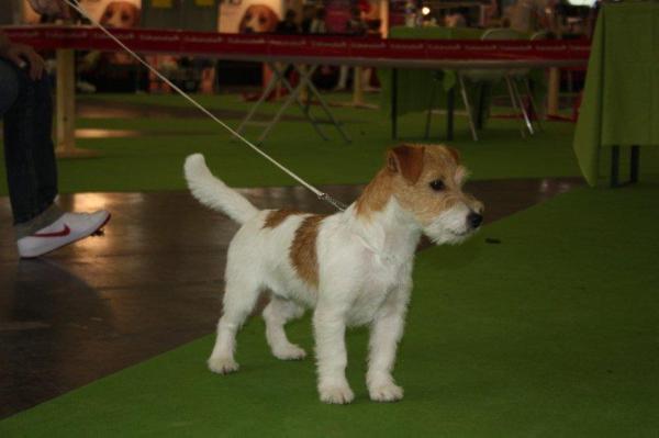 Original Master's Voice French and Saunders | Jack Russell Terrier 