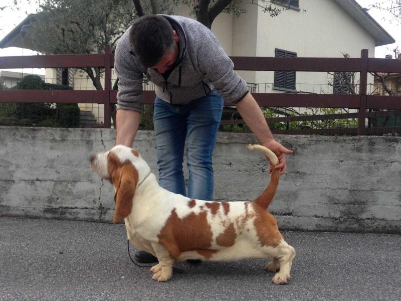 White and Red Robin Vanali | Basset Hound 