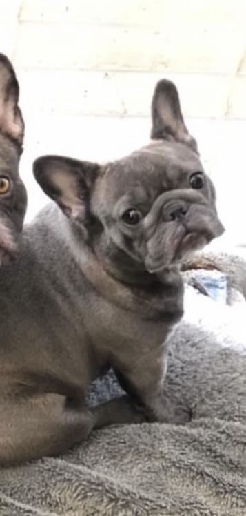 BOD Blue Pixie | French Bulldog 