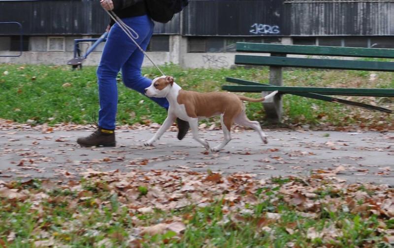 Ecstasy Golden Standard | American Staffordshire Terrier 