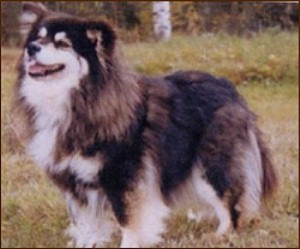 Bernoban Helleena | Finnish Lapphund 