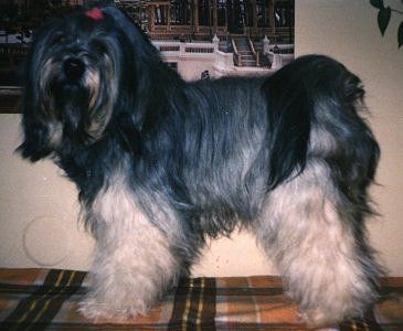 ARRANCY ARMIBO CS | Tibetan Terrier 