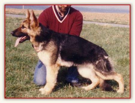 Yana von der Zenteiche | German Shepherd Dog 