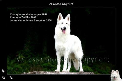 Happy Lunalee of Haely's Future | White Swiss Shepherd Dog 