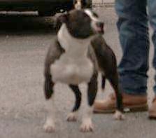 Mississippi Red Lady Ashley | American Staffordshire Terrier 