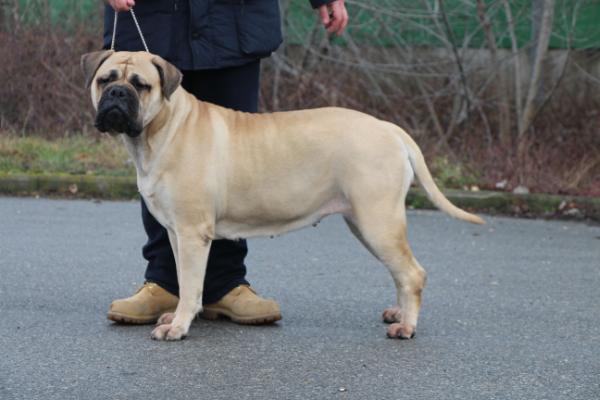 Hu-En-La perszephone | Bullmastiff 