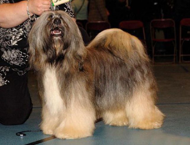 JODHA OF SJO-WHO-SJI-BIB | Tibetan Terrier 