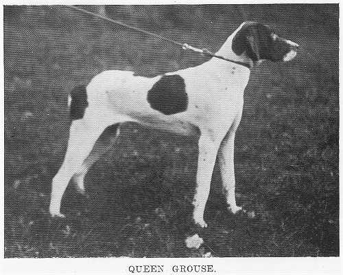 Queen Grouse (1920) | Pointer 