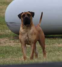 Shujaa Ato | African Boerboel 