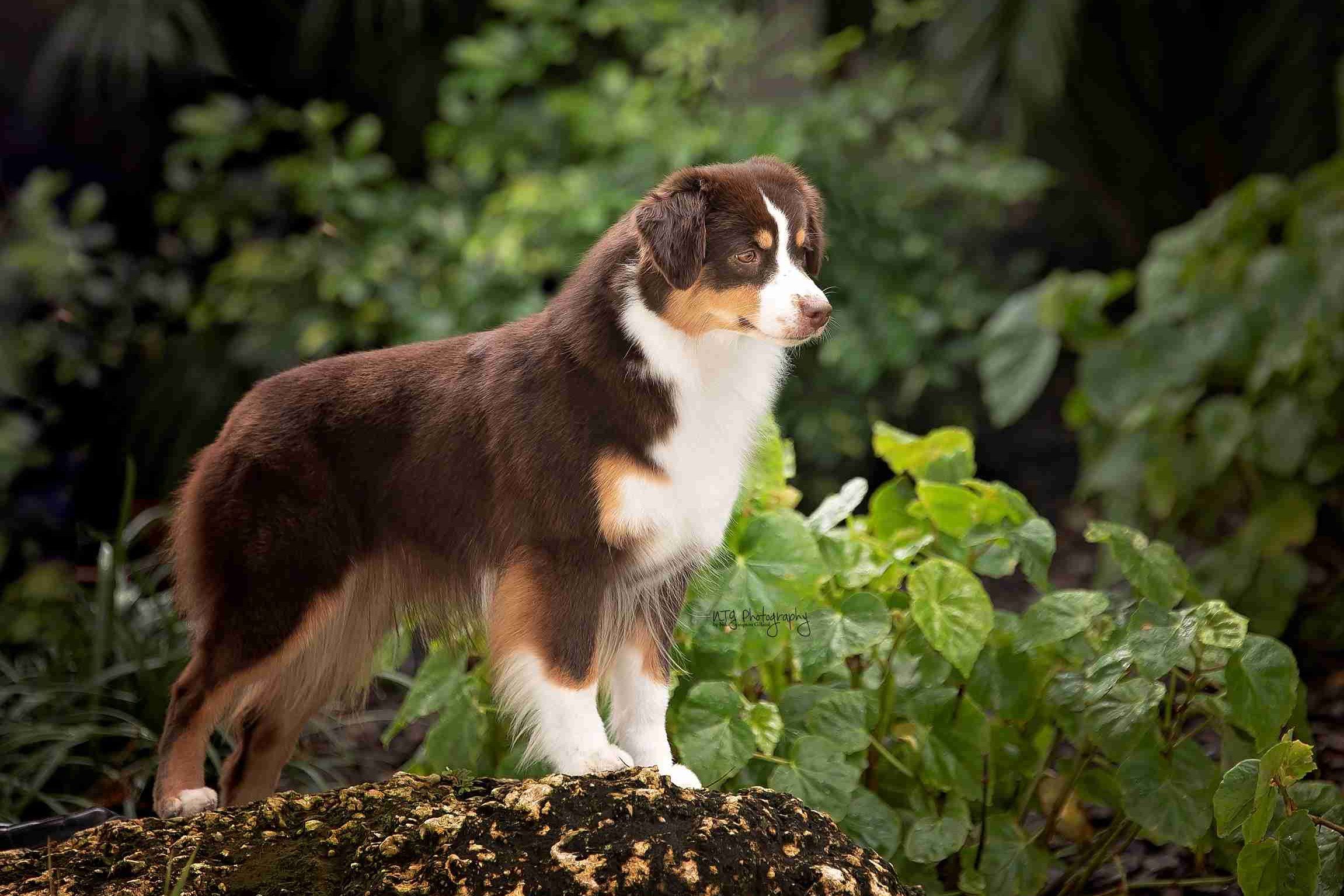 Miniature American Shepherd