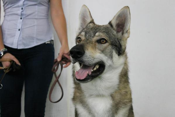 Misha | Czechoslovakian Wolfdog 