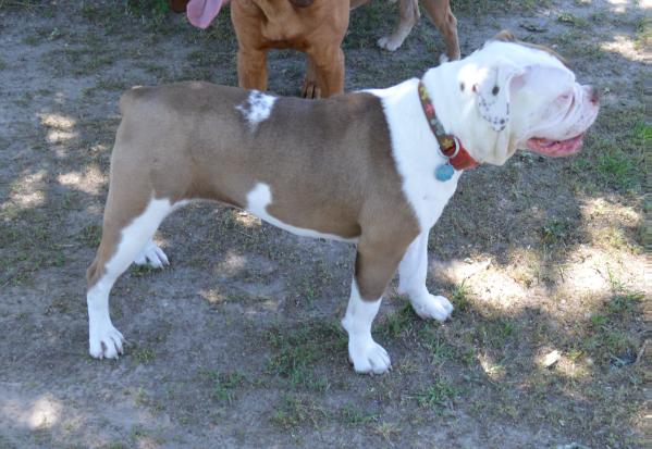 Cestial Beast's Gpysy Rose | Olde English Bulldogge 