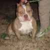 BILL BULLY COASTAL ELITE I-MAN | American Pit Bull Terrier 