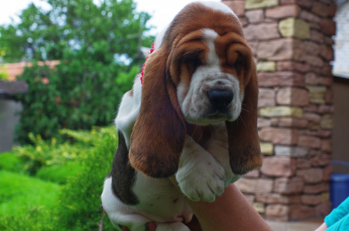 IVY ANGEL LONG CASTLE HOUND | Basset Hound 