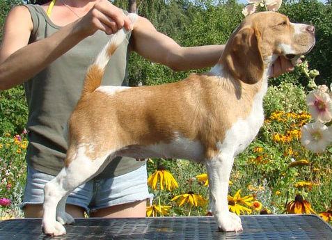 Cloe de Almodobar | Beagle 