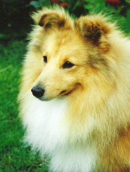 Mohnesee Dreamsmith | Shetland Sheepdog 
