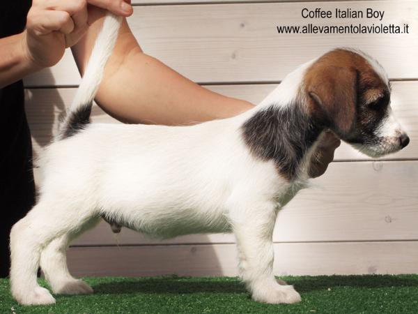 Coffee Italian Boy | Jack Russell Terrier 