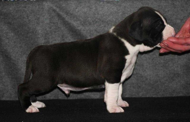 PLCOOLAST Masterpiece | American Staffordshire Terrier 