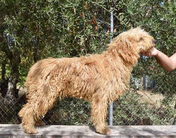 Fanta de Ubbadat | Spanish Water Dog 