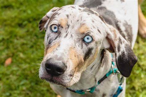 Catahoula Leopard Dog
