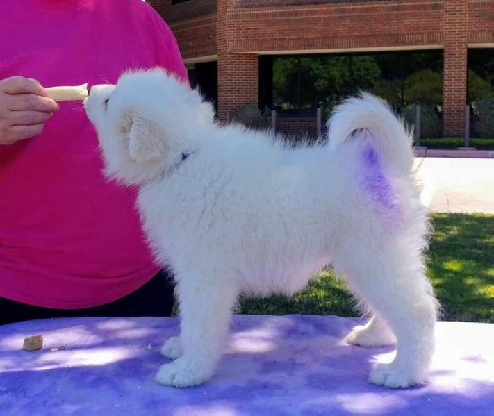 ArticCross Dio The Invader | Samoyed 