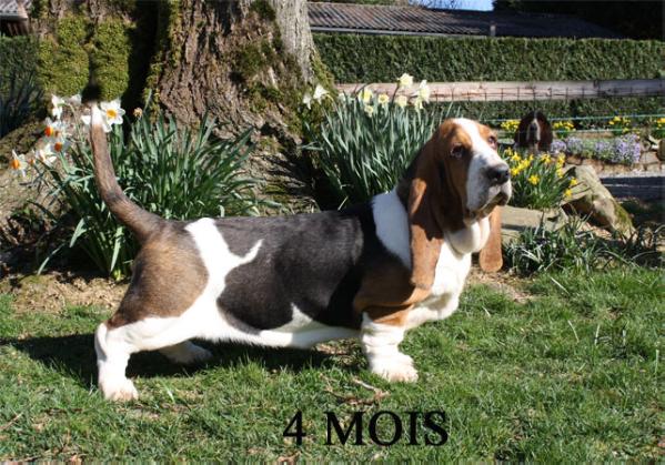 Flora nelle niella du haras de la vergne | Basset Hound 