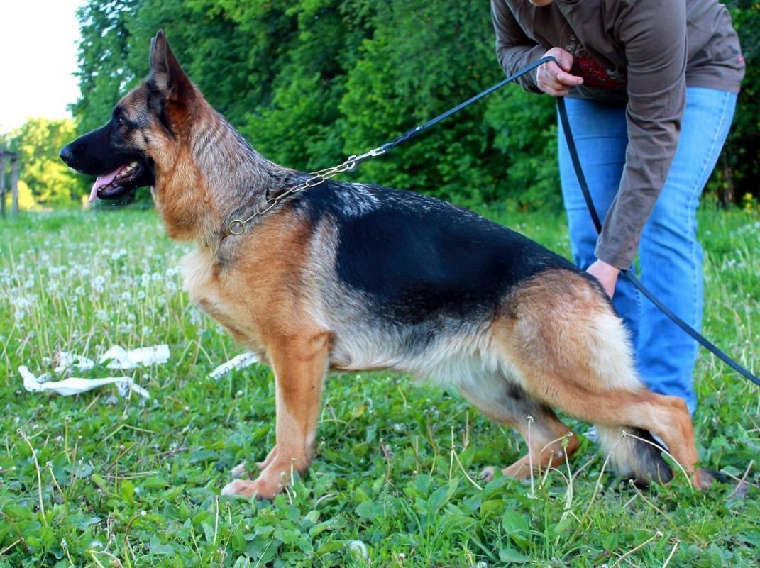 Nota Live Erika | German Shepherd Dog 